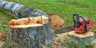 Best Tree Removal  in Mattituck, NY