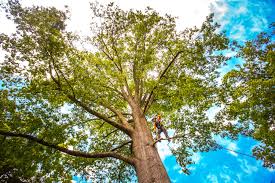 How Our Tree Care Process Works  in  Mattituck, NY