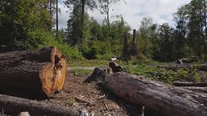 Trusted Mattituck, NY Tree Services Experts
