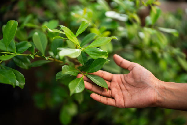 Best Tree Fertilization  in Mattituck, NY