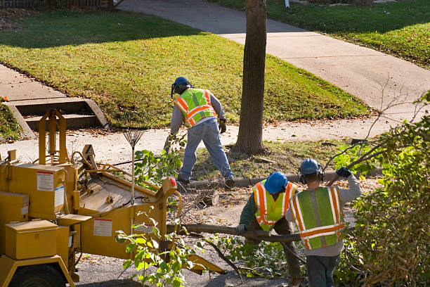 Best Storm Damage Tree Cleanup  in Mattituck, NY