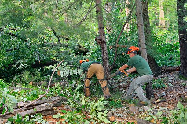 Best Seasonal Cleanup (Spring/Fall)  in Mattituck, NY
