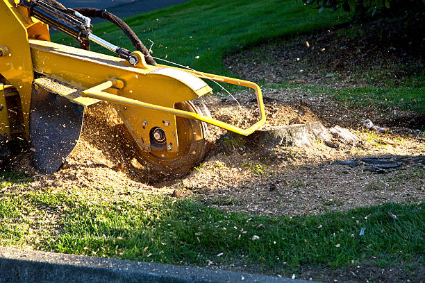 Best Tree Mulching  in Mattituck, NY