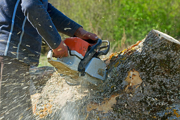 Best Pest Control for Lawns  in Mattituck, NY