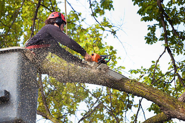 Best Tree Risk Assessment  in Mattituck, NY